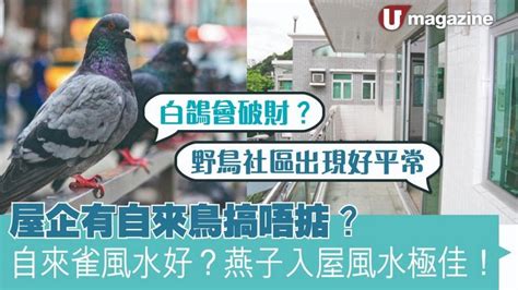 自來白鴿風水|屋企有自來鳥搞唔掂？自來雀風水好？燕子入屋風水極。